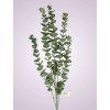 EUKALYPTUS Y201124 DARK GREEN