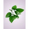 List ruza s pvc doplnkom YS2401