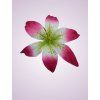 CE1380 ľalia creampink