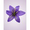 CE1380 ľalia lilac