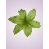 CE1380 ľalia green