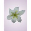 CE1380 ľalia white