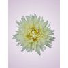 MP25108 Chryzantémová cream 1440