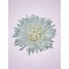 MP25108 Chryzantémová white 048