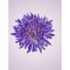 MP25108 Chryzantémová lt lilac 979