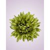 MP25108 Chryzantémová aut.green