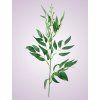 LIU388 ruscus powder green
