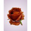 ML6022 ruža brown