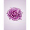 C019 ruža lilac G8