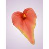 MP19005 kala dk peach CL14