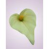 MP19005 kala cream green