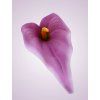 MP19005 kala mauve