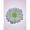 233668 gerbera biela