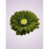 233668 gerbera olivová C