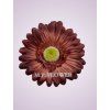233668 gerbera brazova