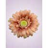 233668 gerbera herbácia
