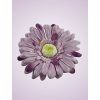 233668 gerbera lavenda