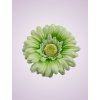 233668 gerbera pistácia