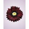 233668 gerbera bordovo čierna