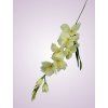 MP19001 gladiola cream