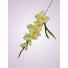 MP19001 gladiola lt yellow aut