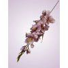 MP19001 gladiola mauve aut