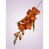 MP19001 gladiola brown