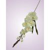 MP19001 gladiola cream aut