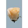UP960117 ruza Salmon 1