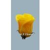 UP960117 ruza yellow