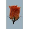 UP980117 ruza brown