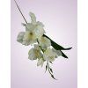 MP19002 gladiola pure white