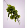 MP19002 gladiola green aut