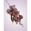 MP19002 gladiola mauve aut.