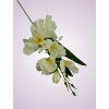 MP19002 gladiola cream