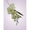 MP19002 gladiola cream aut
