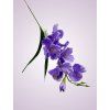 MP19002 gladiola purple