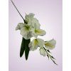 MP19002 gladiola white green