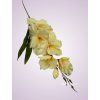 MP19002 gladiola peach aut.
