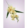 MP19002 gladiola dk cream