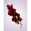 MP19002 gladiola red black