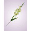 Y2216 gladiola mini kus. krem
