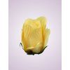 AR10621 ruža yellow aut