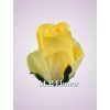 AR10621 ruža ľalia yellow