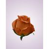 AR10621 ruža brown
