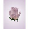 AR10621 ruža lt lilac