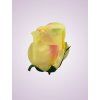 AR10621 ruža peach tch