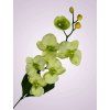 C99346 orchidea kus. lt green
