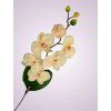 C99346 orchidea kus. lt peach
