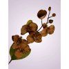 C99346 orchidea kus. brown